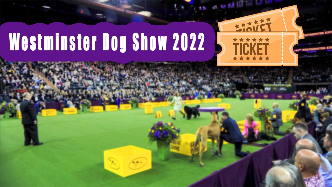 [DogShowStreams] Westminster Dog Show 2022 Live Stream How To Watch